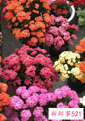 7种象征吉祥好运的花