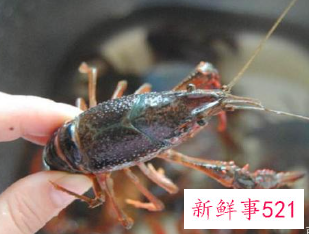 小龙虾怎么做肉比较紧实