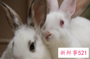 属兔的几月结婚好