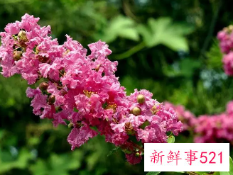 7种象征吉祥好运的花束