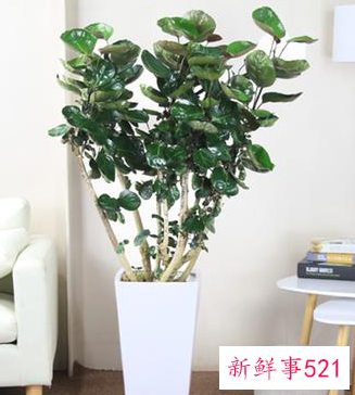 7种象征吉祥好运的花束