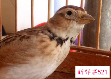 排名前20有灵性的宠物