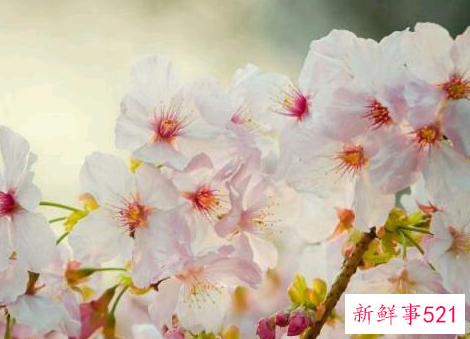 懂得珍惜的人才配拥有的句子