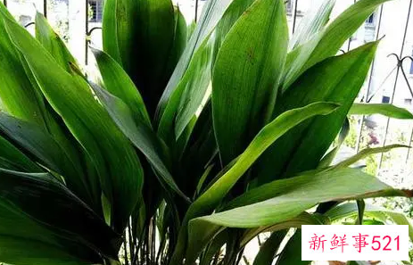 一叶兰的养殖方法