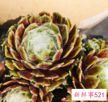 盘点开花后就死亡的六种多肉植物