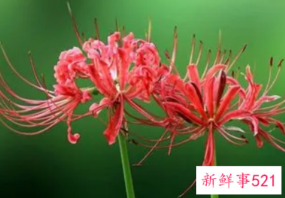 写彼岸花的古诗有哪些