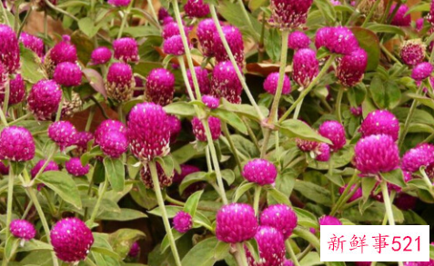 千日红如何过冬天