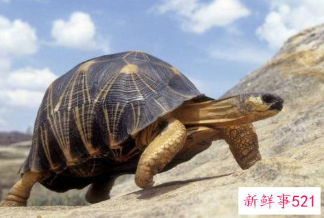 梦见巨大的乌龟