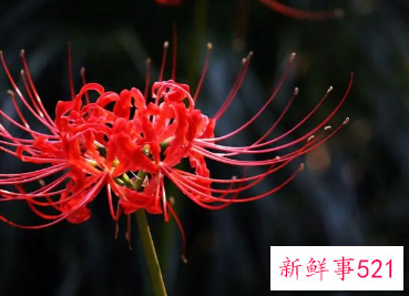 天秤象征花幸运花守护花