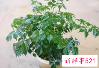 富贵树叶子黄了该怎么办