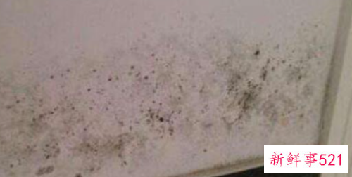 外墙潮湿发霉怎么处理