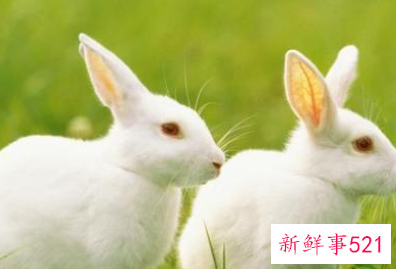 属兔的情人注定是什么