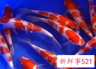 初学养鱼适合养什么鱼