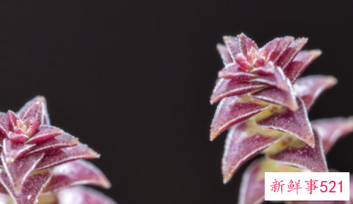 如何防止茜之塔徒长