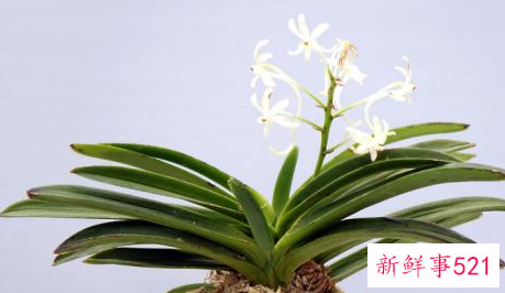 兰花翻盆的时间及方法介绍