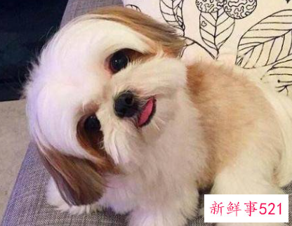 漂亮狗狗排行榜