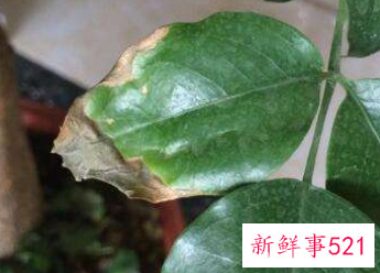 富贵树叶子黄了该怎么办