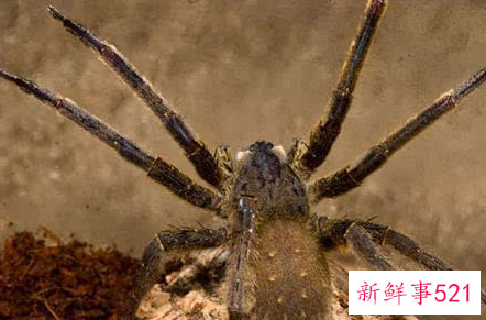 世界上最毒的生物