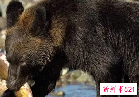 梦见大熊是什么寓意