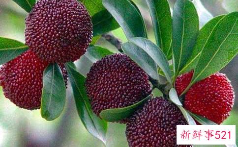 杨梅功效与作用