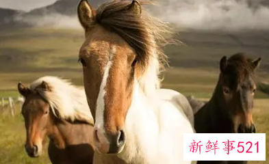 哪个生肖最爱属马女