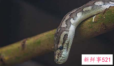 属蛇女运势及运程