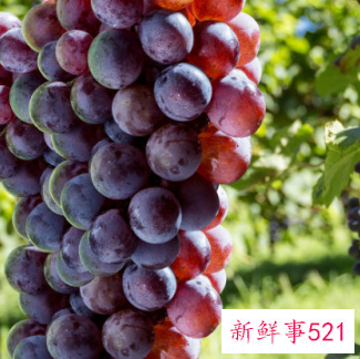 洗过的葡萄隔夜还能吃吗