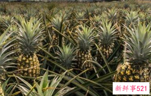 菠萝生长图片