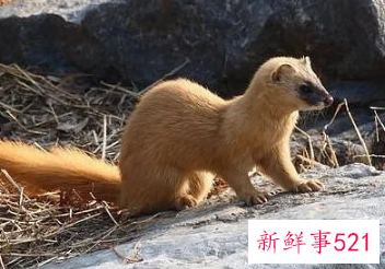 打死黄鼠狼会得报应吗