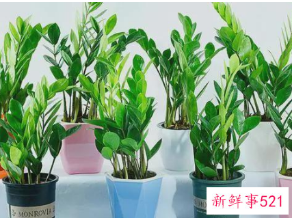 7种象征吉祥好运的花