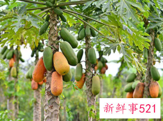 女人皮肤干燥吃什么好