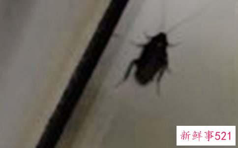 梦见蟑螂预示着什么
