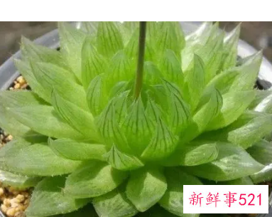 元宝多肉的养殖方法和注意事项