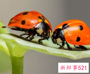 梦到小昆虫很听话