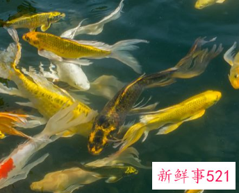 初学养鱼适合养什么鱼