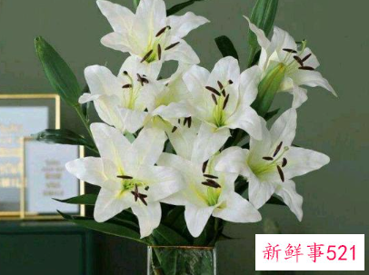 十二星座的花语