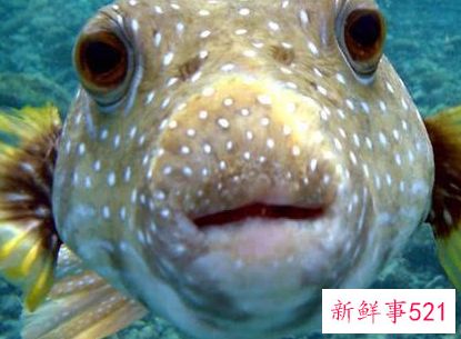 世界上最毒的生物