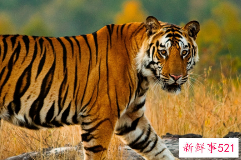 来看看你在领导眼中最像哪种动物