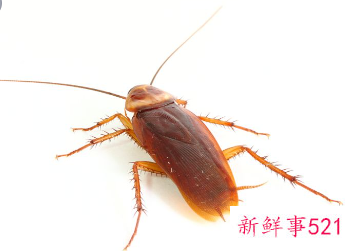 有什么驱蟑螂的可以放在床上的