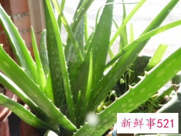 能吸收有害物质的阳台植物