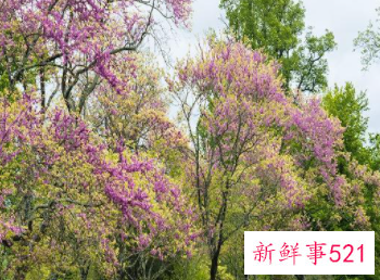 紫荆花适合在哪些地方种植