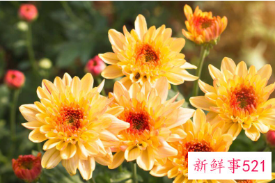 十二星座的花语