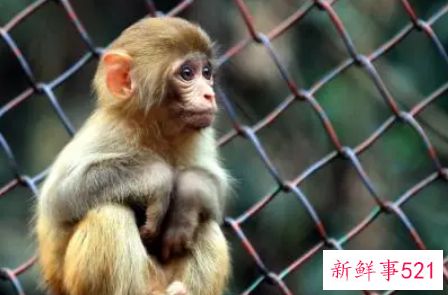 喜欢身体出轨的生肖女