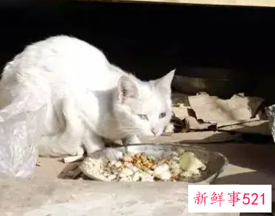 绝对不要收留怀孕流浪猫