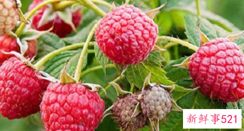 树莓的作用与功效有哪些