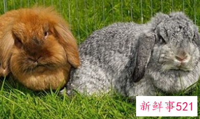 属兔的情人注定是什么