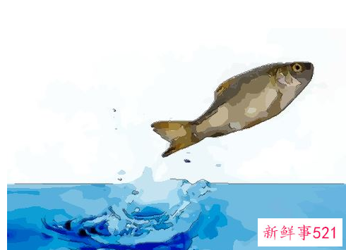 梦见水生物有什么征兆