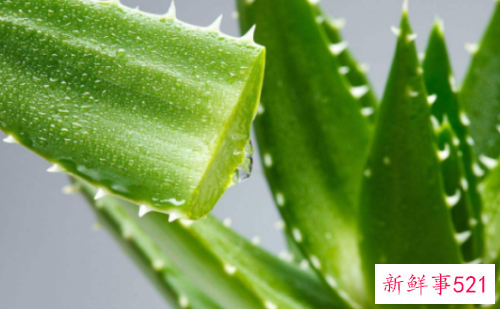 芦荟能去除脸上的斑点吗