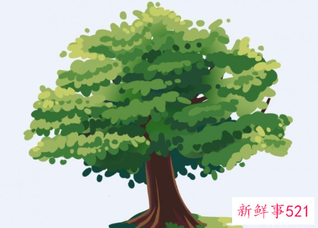 梦见几棵很高大的树