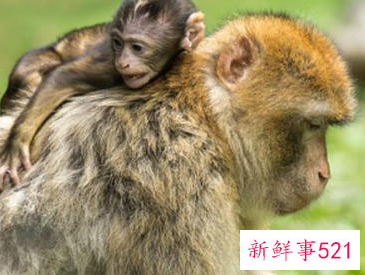 猪和猴几月的最配